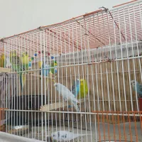 پرنده زینتی