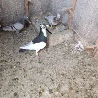 پلنگ یهودی اصیل