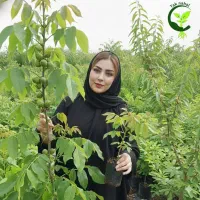 فروش نهال های پاکوتاه واصلاع شده