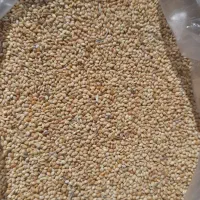 ارزن و کتان پرنده   ارزن خوشه ای