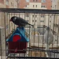 با سلام یک جفت فنچ نرگسی سالم قیمت 1200