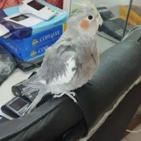 جفت عروس هلندی