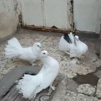 کفترای چتری|پرنده|قم, حاج زینل|دیوار