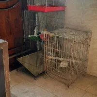 قفس عروس و قناری