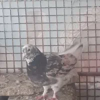 دورگ