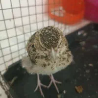 جوجه