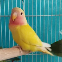 جوجه کوتوله نر‌ زرد صورت هلویی دستی