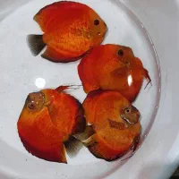 دیسکس 7اینچ