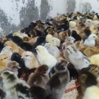 فروش ویژه جوجه محلی ۱۰ روزه گلپایگانی شیراز