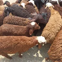 صفر تا صد در بیست دقیقه زنده خرد میشود