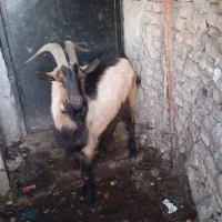 نربز.الپاین.اصل.