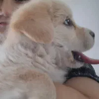 سگ اشپیتز  ۶ ماهه نر