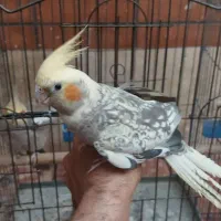 جفت مرغ عروس