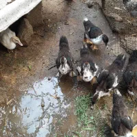 اردک اسرائیلی