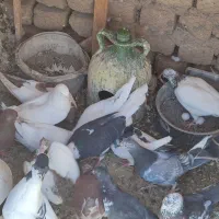کبوتر پرشی