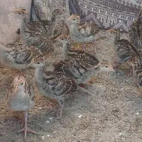 جوجه بوقلمون طبیعی
