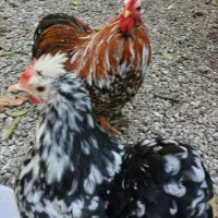 نژاد مرغ و خروس کوشین بلک متلد