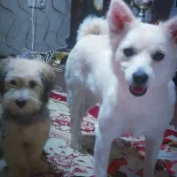 سگ پامر اشپیتز و شیتزو