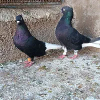 نرماده دمسفید