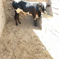 گوساله نر نوچ