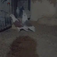کبوتر پشت