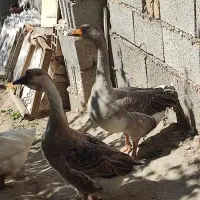 قو غاز تخم گذار