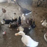 اردک