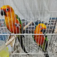 پرنده گم شده