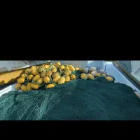 جل ماهی