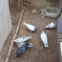 کبوتر معاوضه با مرغ