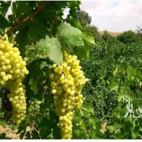 دو-قطعه-باغ-انگور