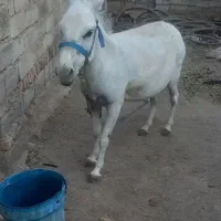 الاغ سفید