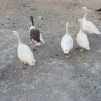 فروش غاز محلی