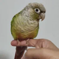 طوطی گرینچیک دستی و بسیار باهوش