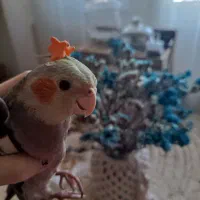 عروس هلندی