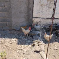 فروش خروس بزرگ سفید