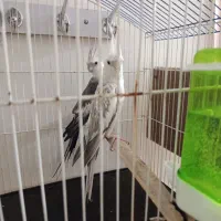 عروس هلندی نر و ماده بالغ ضمانتی
