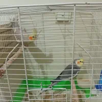 دو عدد عروس هلندی نر و ماده