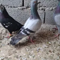 کبوتر|پرنده|گلبهار, شهر جدید گلبهار|دیوار