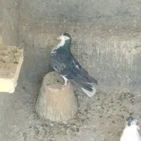 کبوتر دم گیر