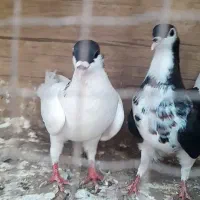 کبوتر پلاس