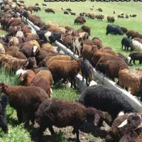 زیرفی کل استان +چکی ونقدگوسفند نرینه قلم آبی