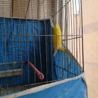 مرغ عشق ماده رام رام کینگ سایز