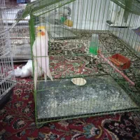 عروس هلندی