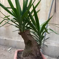 حراج انواع گل و گیاه