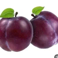 خرید شابلون شرابی