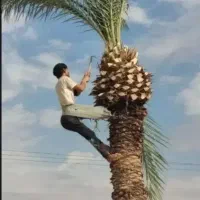 بریدن نخل قطع نخل کندن درخت هرس نخل تمیزنخل سمپاشی