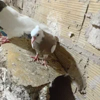 جوجه طوقی نر ۸۰۰هزار