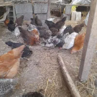 جوجه محلی کرچ شو