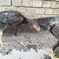 جوجه و مرغ لاری